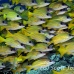 snapper_bluestripe_ndo_h_0235_pal1059.jpg